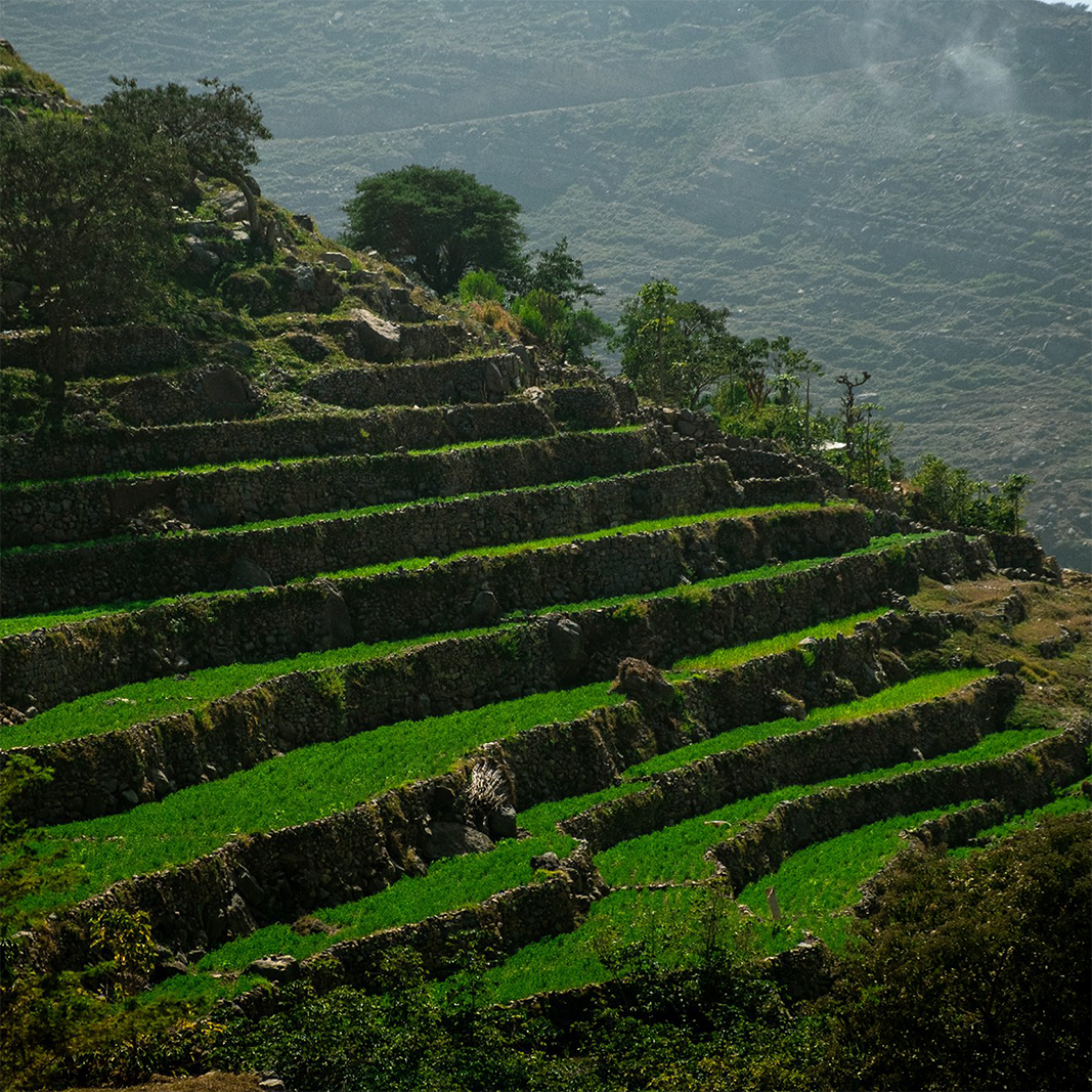 Mahwit Women Farmers