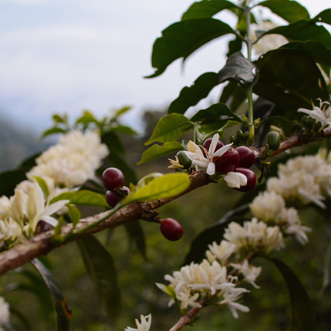 Entre Montañas Natural Geisha