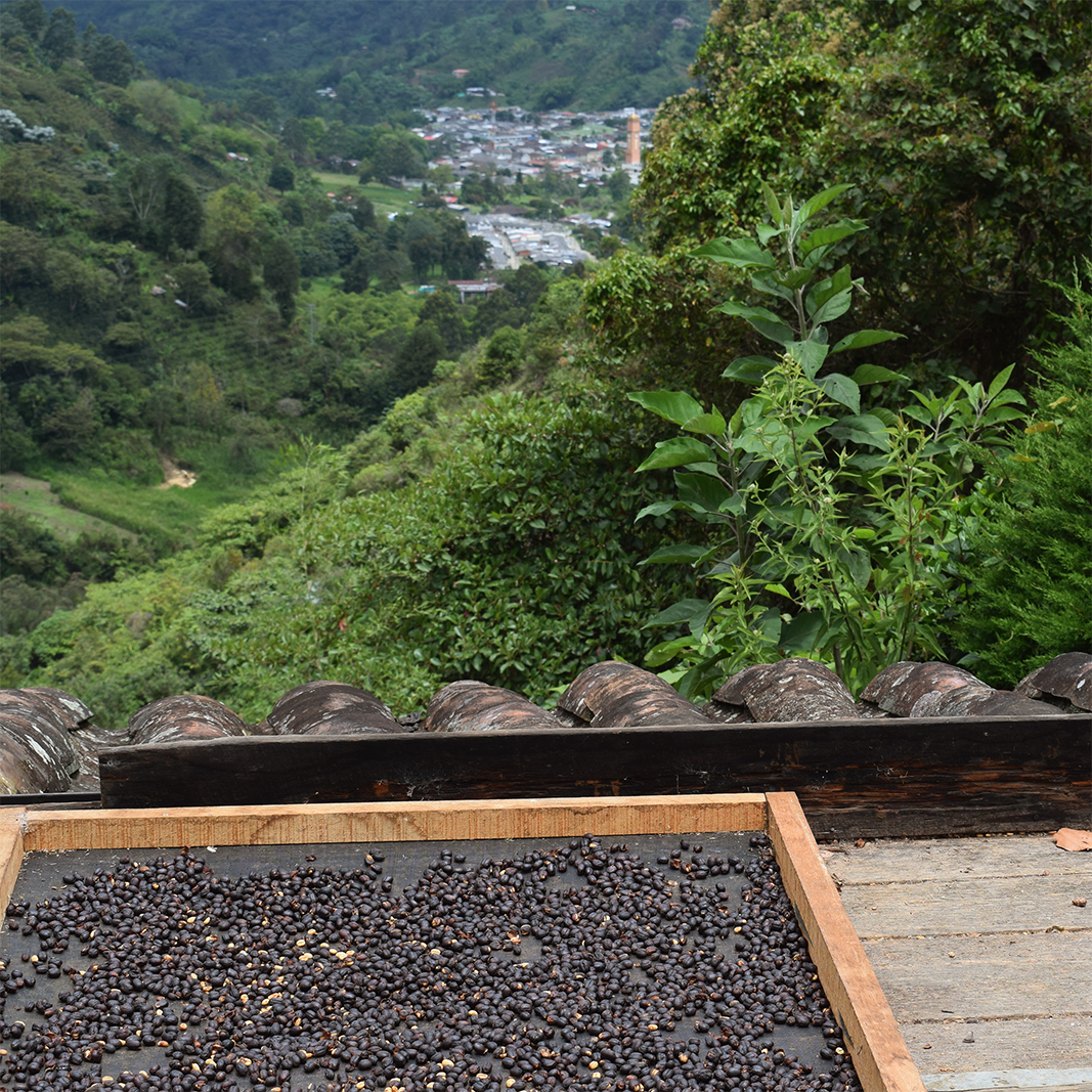 Entre Montañas Natural Geisha