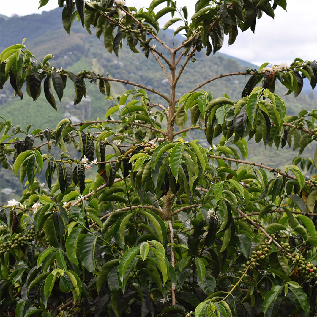Entre Montañas Natural Geisha