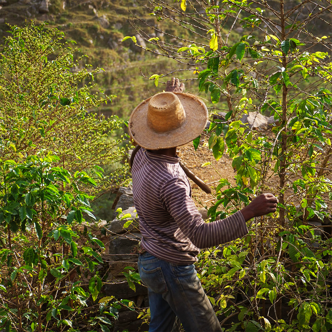 Wadi Mahyad Peaberry