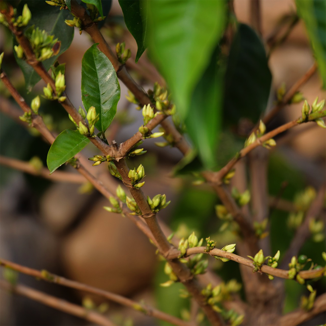 Wadi Mahyad Peaberry