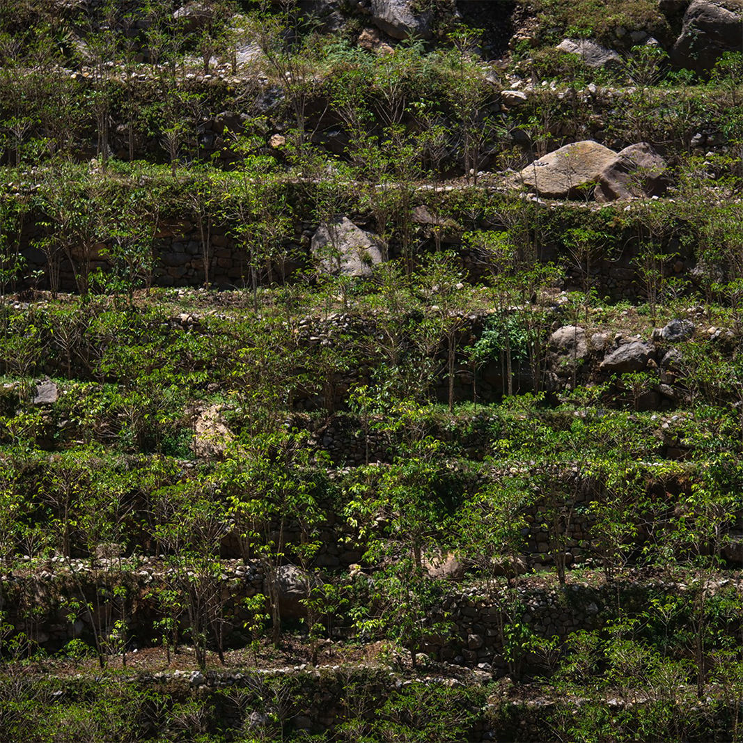 Wadi Mahyad Peaberry