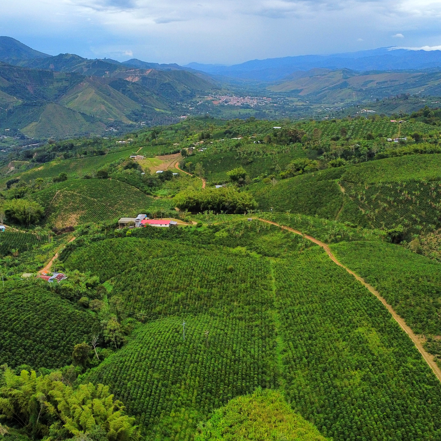Rio Bamisa Laurina