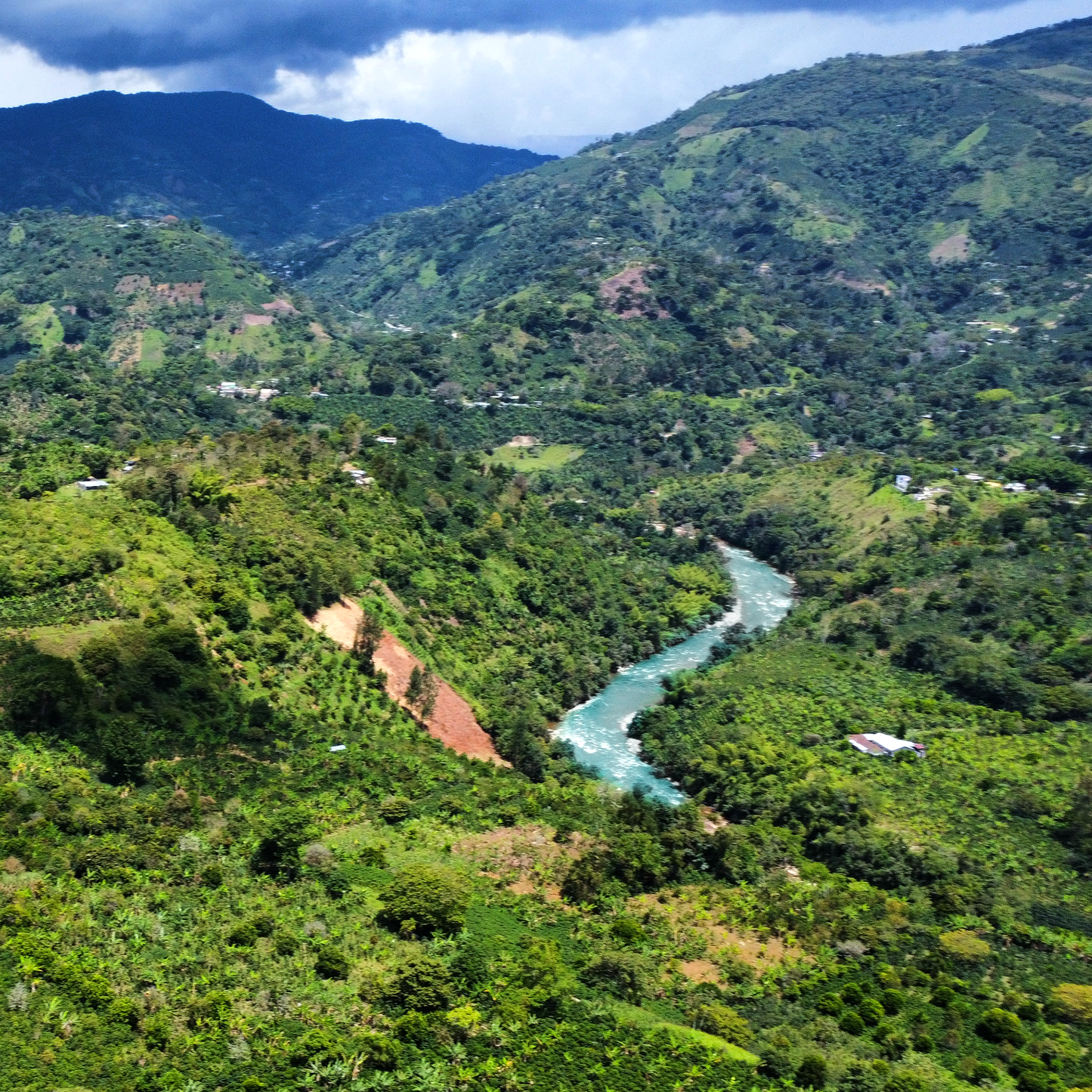 Rio Bamisa Laurina