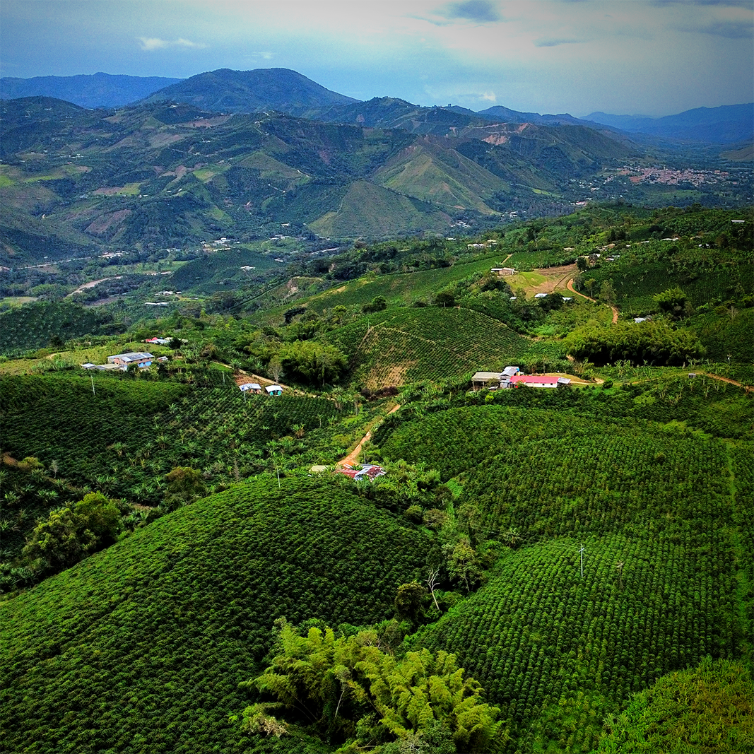 La Palmera