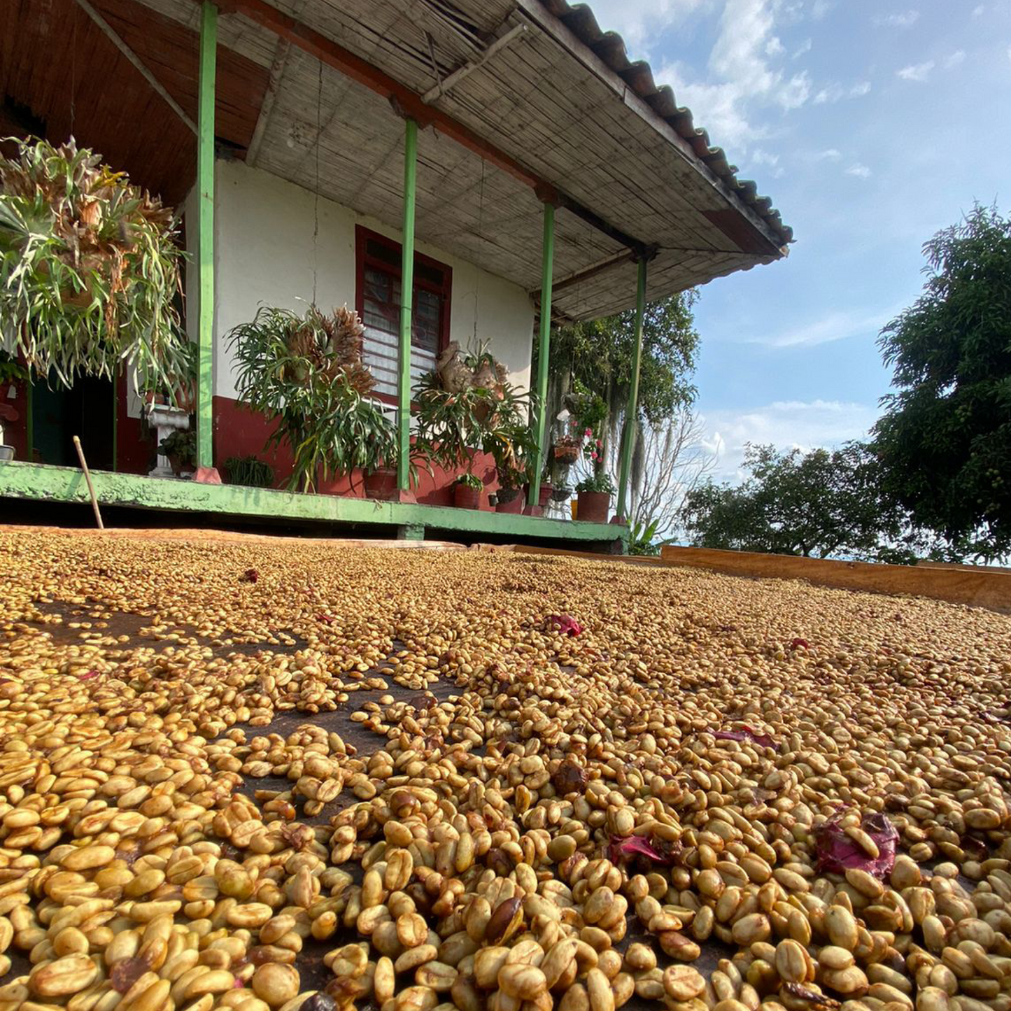 La Palmera