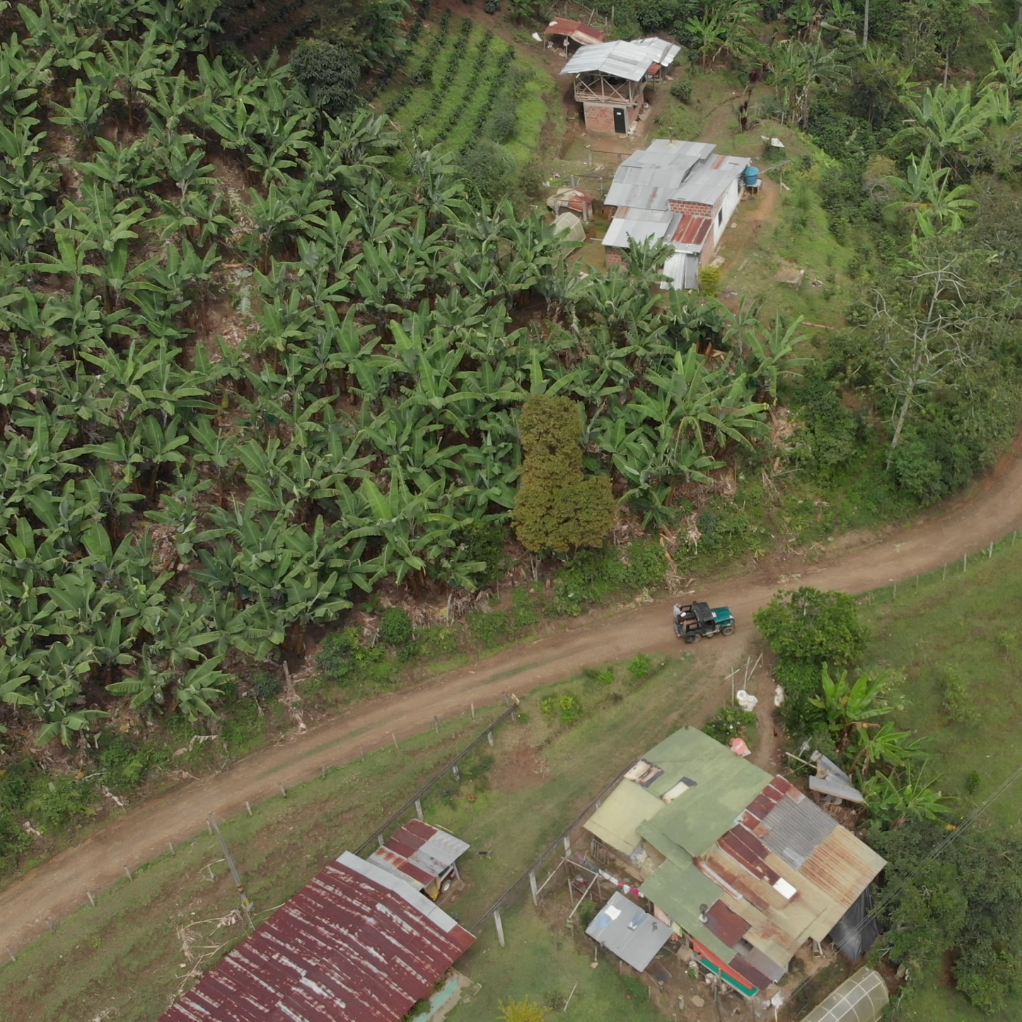 La Palmera