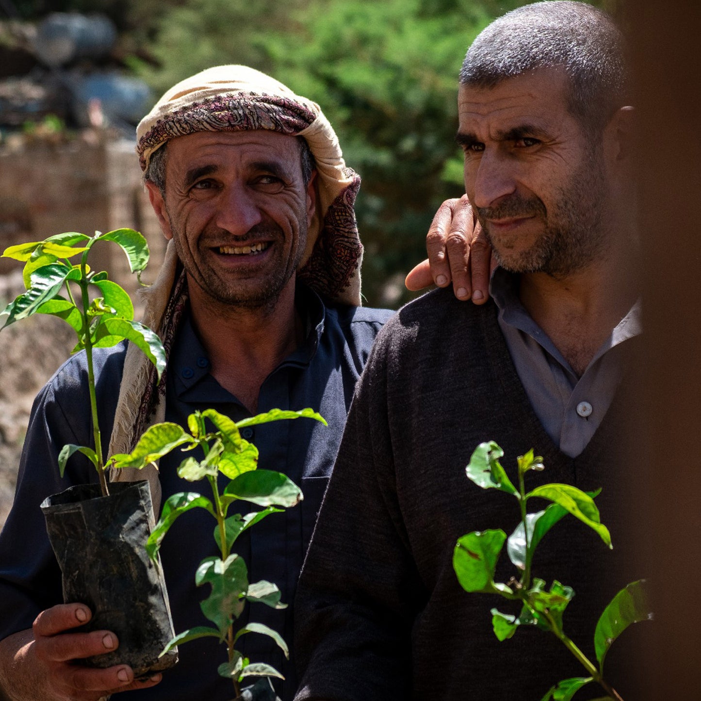 Hayma Dakhiliya Peaberry