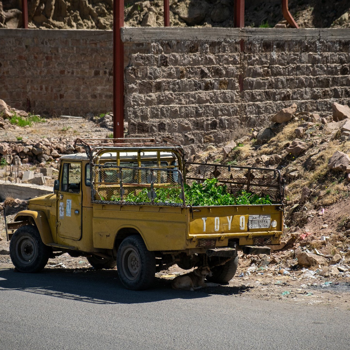 Hayma Dakhiliya Peaberry