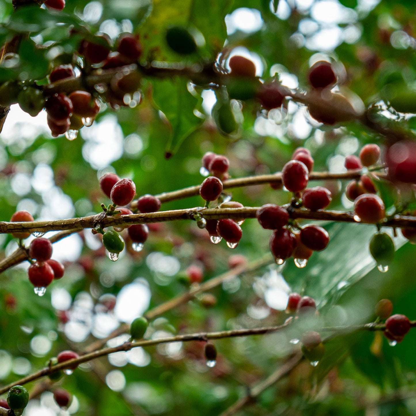 Hayma Dakhiliya Peaberry
